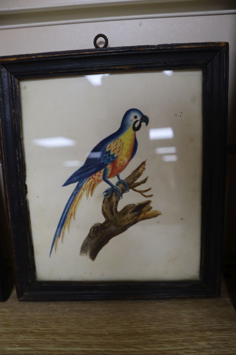 19th century Chinese School, gouache on pith paper, two studies of waterbirds, 6 x 7cm, an English watercolour study of a parrot, a fea